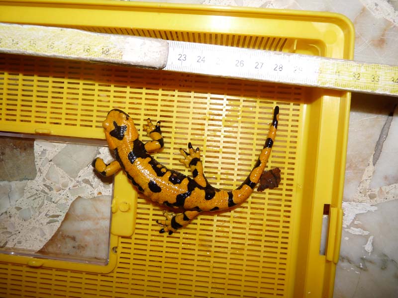 determinazione sesso Salamandra salamandra